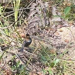 Acanthorhynchus tenuirostris at Bonny Hills, NSW - suppressed
