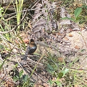 Acanthorhynchus tenuirostris at Bonny Hills, NSW - suppressed