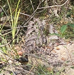 Acanthorhynchus tenuirostris at Bonny Hills, NSW - suppressed
