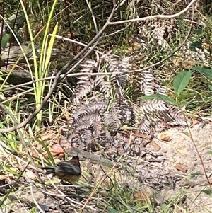 Acanthorhynchus tenuirostris at Bonny Hills, NSW - suppressed