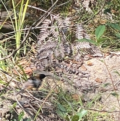 Acanthorhynchus tenuirostris at Bonny Hills, NSW - suppressed