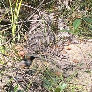 Acanthorhynchus tenuirostris at Bonny Hills, NSW - suppressed