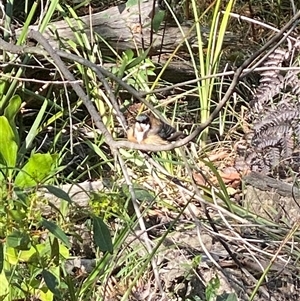 Acanthorhynchus tenuirostris at Bonny Hills, NSW - suppressed