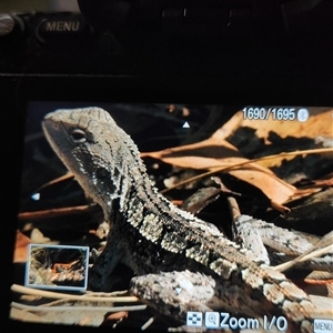 Amphibolurus muricatus (Jacky Lizard) at Denman Prospect, ACT - 18 Feb 2025 by Ct1000