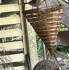 Anthochaera chrysoptera (Little Wattlebird) at Dunbogan, NSW - 18 Feb 2025 by LPW