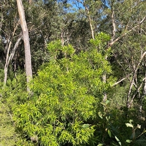 Hakea eriantha (Tree Hakea) at Dunbogan, NSW - 18 Feb 2025 by LPW