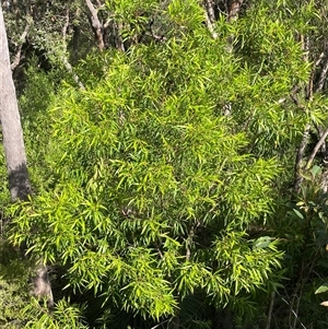 Hakea eriantha at Dunbogan, NSW - 18 Feb 2025 04:49 PM