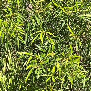 Hakea eriantha at Dunbogan, NSW - 18 Feb 2025 04:49 PM