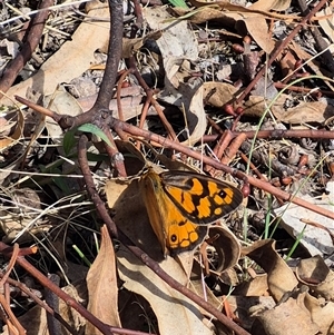 Heteronympha penelope at Gurrundah, NSW - Yesterday 10:47 AM