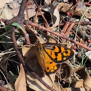 Heteronympha penelope at Gurrundah, NSW - Yesterday 10:47 AM