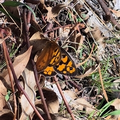 Heteronympha penelope at Gurrundah, NSW - Yesterday 10:47 AM