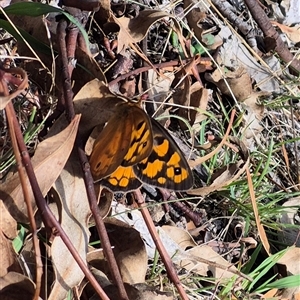 Heteronympha penelope at Gurrundah, NSW - Yesterday 10:47 AM