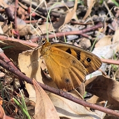 Heteronympha penelope at Gurrundah, NSW - Yesterday 10:47 AM