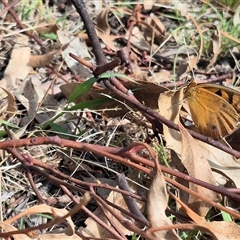 Heteronympha penelope at Gurrundah, NSW - 18 Feb 2025 10:47 AM