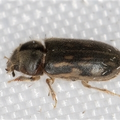 Heterocerus sp. (genus) (Variegated mud beetle) at Melba, ACT - 14 Feb 2025 by kasiaaus