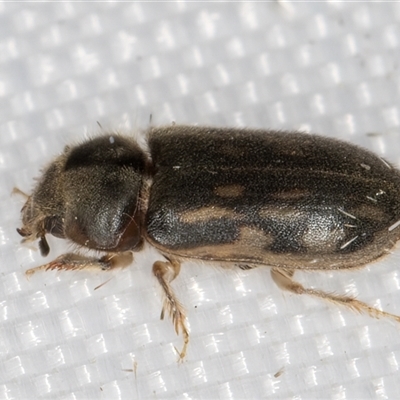 Heterocerus sp. (genus) (Variegated mud beetle) at Melba, ACT - 14 Feb 2025 by kasiaaus