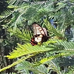 Papilio anactus (Dainty Swallowtail) at Hackett, ACT - 16 Feb 2025 by JenniM