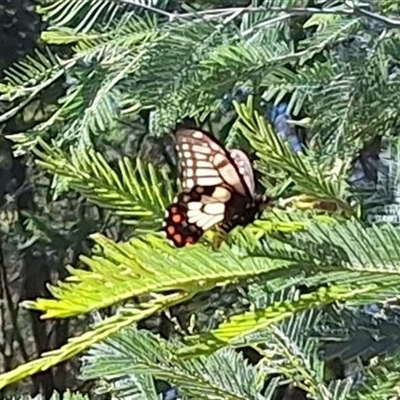 Papilio anactus (Dainty Swallowtail) at Hackett, ACT - 16 Feb 2025 by JenniM