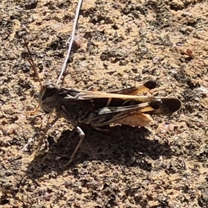 Oedaleus australis at Gurrundah, NSW - 18 Feb 2025 10:37 AM