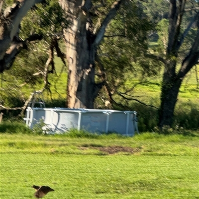 Synoicus ypsilophorus (Brown Quail) at Brownlow Hill, NSW - 18 Feb 2025 by MaxDownes