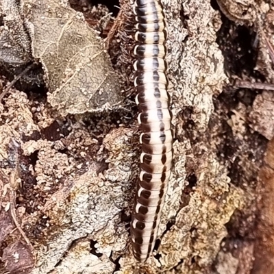 Unidentified Millipede (Diplopoda) by MazzV