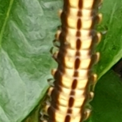 Unidentified Millipede (Diplopoda) by MazzV