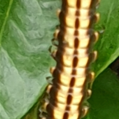 Unidentified Millipede (Diplopoda) by MazzV