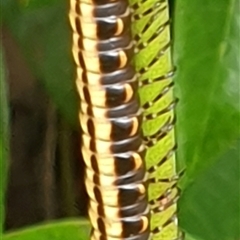 Unverified at suppressed - suppressed