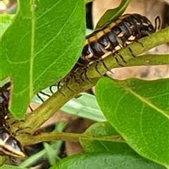 Unverified at suppressed - suppressed