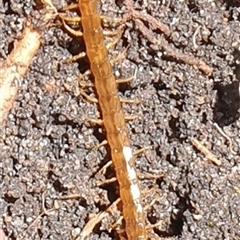 Unidentified Centipede (Chilopoda) by MazzV