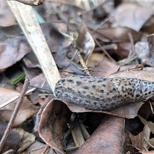 Limax maximus at Katoomba, NSW - 18 Feb 2025 07:26 PM