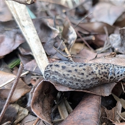 Limax maximus (Leopard Slug, Great Grey Slug) at Katoomba, NSW - 18 Feb 2025 by GR2780