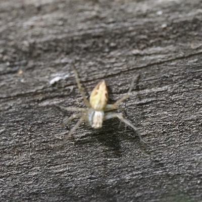 Oxyopidae (family) (Lynx spider) at Lyons, ACT - 18 Feb 2025 by ran452