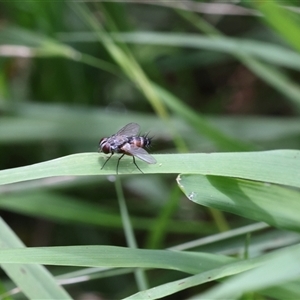 Tachinidae (family) at Lyons, ACT - Today by ran452