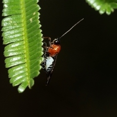 Braconidae (family) (Unidentified braconid wasp) at Melba, ACT - 29 Jan 2025 by AlisonMilton