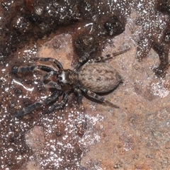 Salticidae (family) (Jumping spider) at Higgins, ACT - 15 Feb 2025 by AlisonMilton