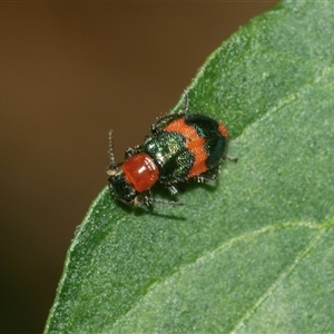 Dicranolaius bellulus at Higgins, ACT - 15 Feb 2025 12:16 PM