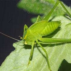 Caedicia simplex (Common Garden Katydid) at Higgins, ACT - 15 Feb 2025 by AlisonMilton