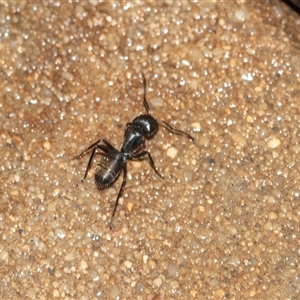 Camponotus aeneopilosus at Higgins, ACT - 15 Feb 2025 12:31 PM