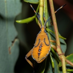 Amorbus (genus) (Eucalyptus Tip bug) at Higgins, ACT - 29 Jan 2025 by AlisonMilton