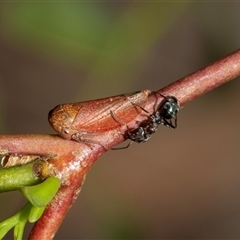 Unidentified Leafhopper or planthopper (Hemiptera, several families) at Scullin, ACT - 29 Jan 2025 by AlisonMilton