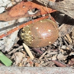 Paropsis aegrota (Eucalyptus Tortoise Beetle) at Gurrundah, NSW - Yesterday by clarehoneydove