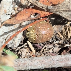 Paropsis aegrota at Gurrundah, NSW - 18 Feb 2025 10:27 AM