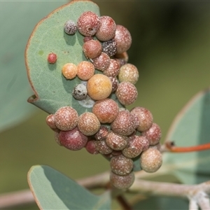 Unidentified Unidentified Insect Gall at Higgins, ACT - 12 Feb 2025 by AlisonMilton