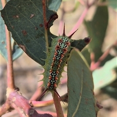 Doratifera quadriguttata (Four-spotted Cup Moth) at Gurrundah, NSW - 18 Feb 2025 by clarehoneydove