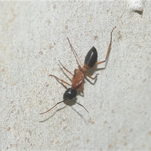 Camponotus consobrinus (Banded sugar ant) at Higgins, ACT - 16 Feb 2025 by AlisonMilton