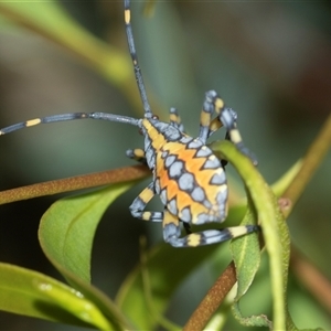 Amorbus sp. (genus) (Eucalyptus Tip bug) at Holt, ACT - 16 Feb 2025 by AlisonMilton