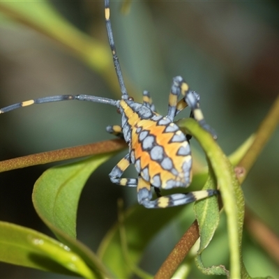 Amorbus (genus) (Eucalyptus Tip bug) at Holt, ACT - 16 Feb 2025 by AlisonMilton