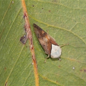 Brunotartessus fulvus (Yellow-headed Leafhopper) at Higgins, ACT - 16 Feb 2025 by AlisonMilton