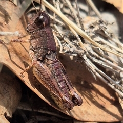 Phaulacridium vittatum (Wingless Grasshopper) at Gurrundah, NSW - 18 Feb 2025 by clarehoneydove